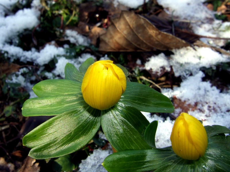Eranthis hyemalis (winterakoniet) 02