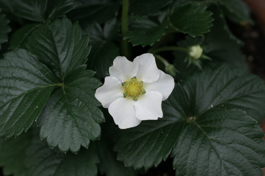 Erdbeerblüte, Fragaria 1