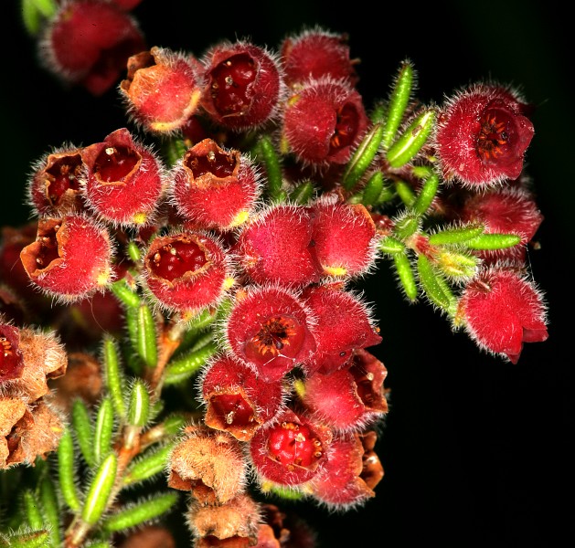 Erica haematocodon 1DS-II 3-5187