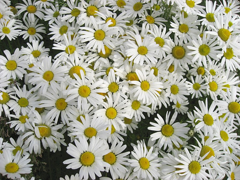 Erigeron compositus ilulissat 2007-08-21 1-edit