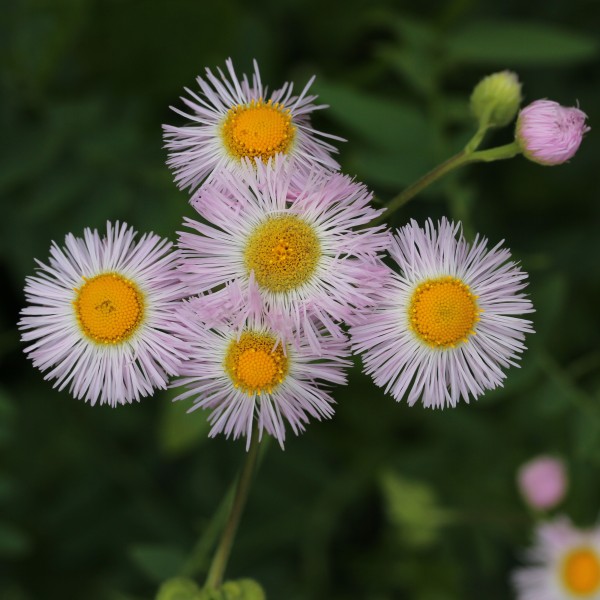 Erigeron philadelphicus s2