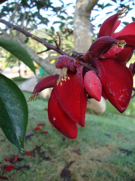Erythrina crista-galli (4)
