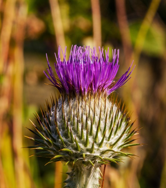 Eselsdistel IMG 7836