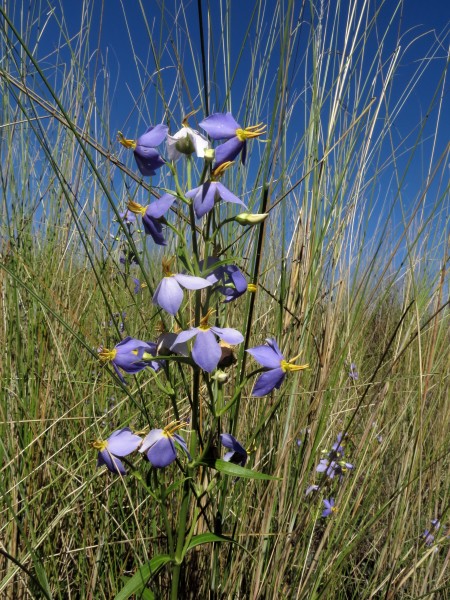 Exacum sp
