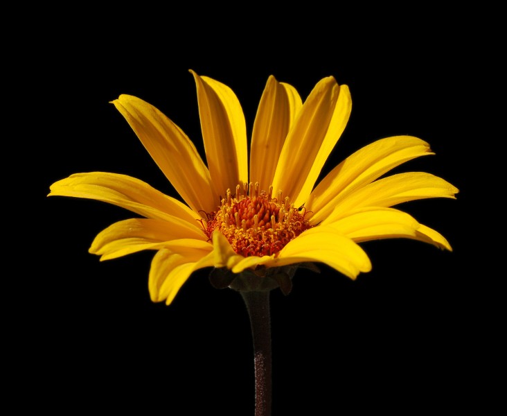 False Sunflower Heliopsis helianthoides 'Summer Nights' Flower