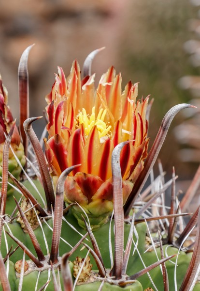 Ferocactus herrerae 002