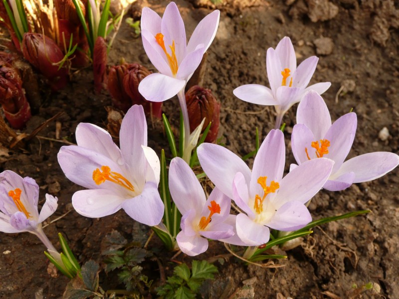 Fialové krokusy