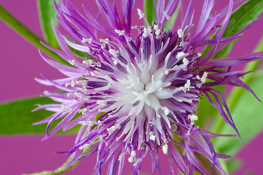 Filaments and Anthers (Macro)