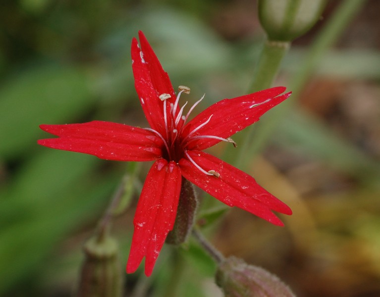 Fire Pink Silene virginica Flower 2391px