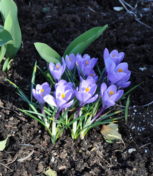 First crocuses April22 2013