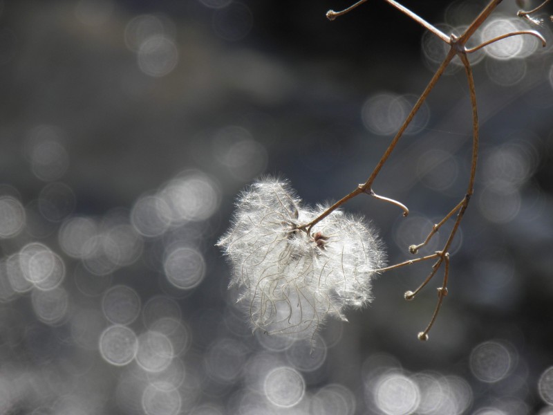Fleur (20)