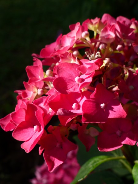 Fleur d'hortensia