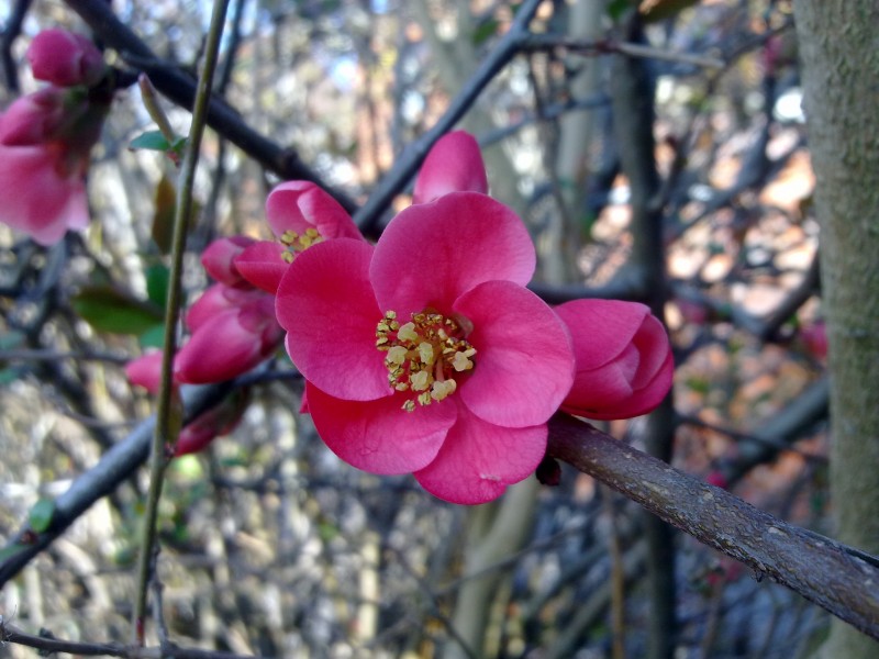 Fleur de 