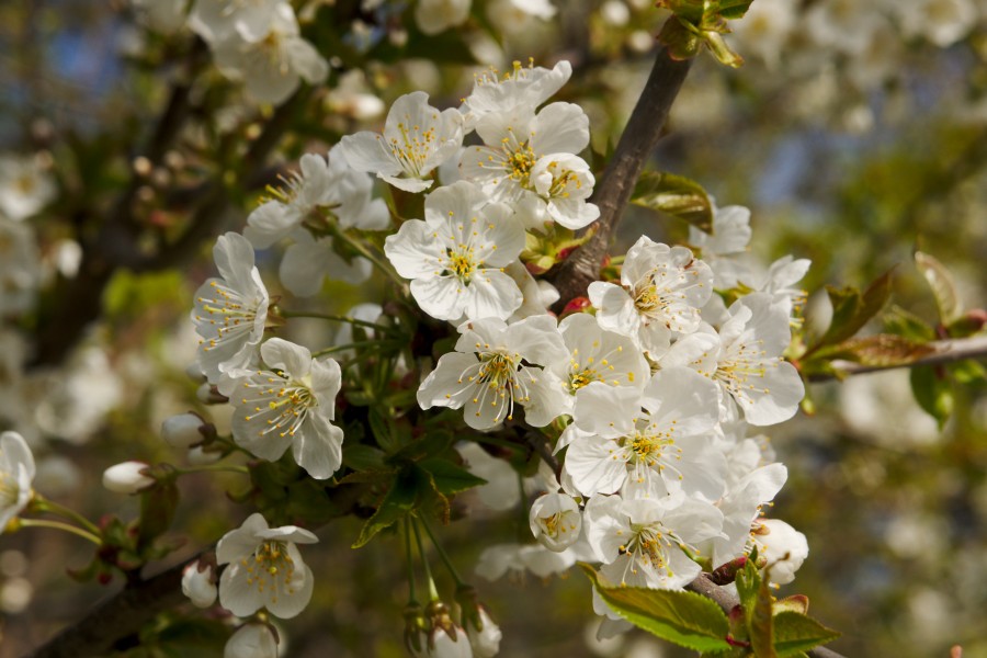 Fleurs Blanches