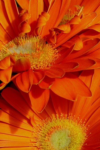 Fleurs de gerbera