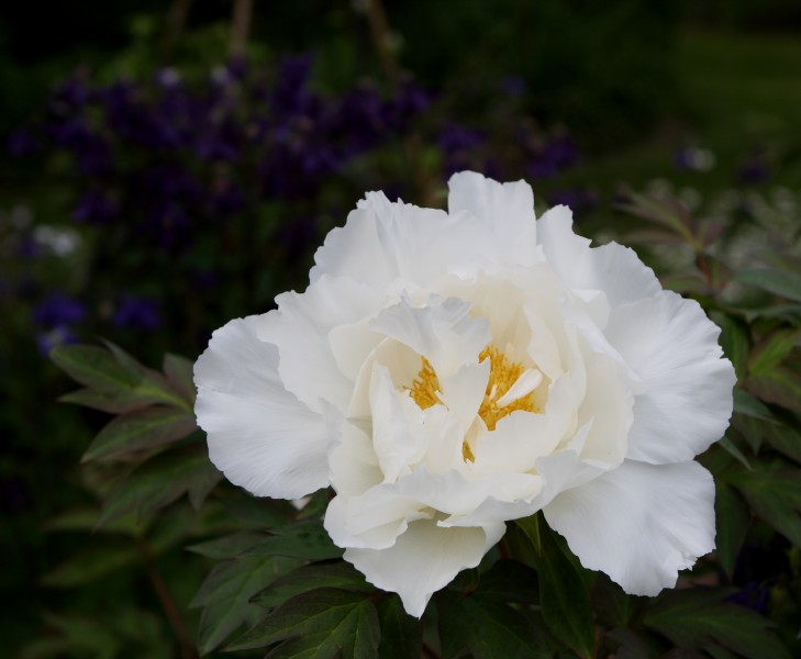 Flickr - brewbooks - A rather nice peony