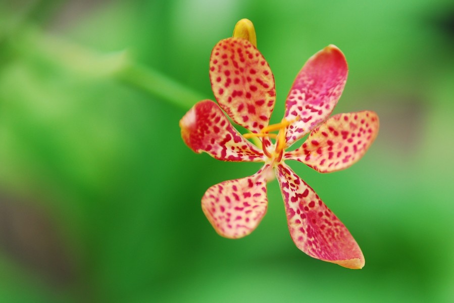 Flickr - JennyHuang - wonderful macro world