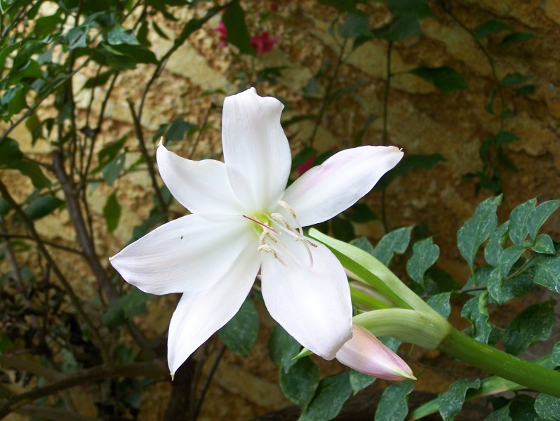 Flor blanca