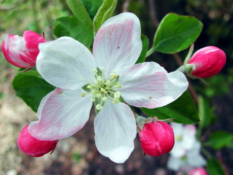 Flor de poma 2