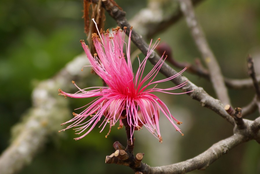 Flor del Panteón