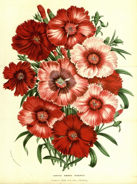Flore des Serres v13 011a