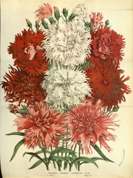 Flore des serres v13 167a