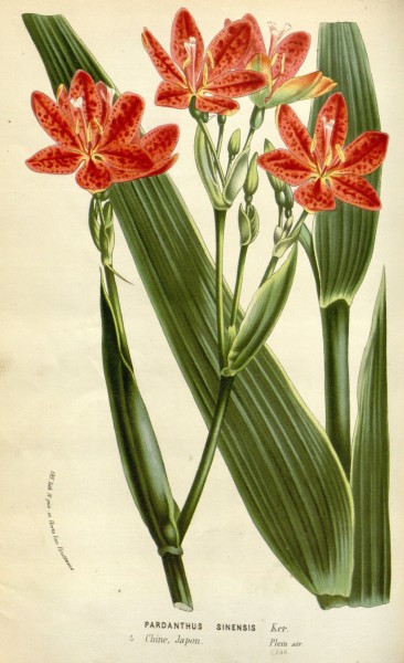 Flore des serres v16 041a