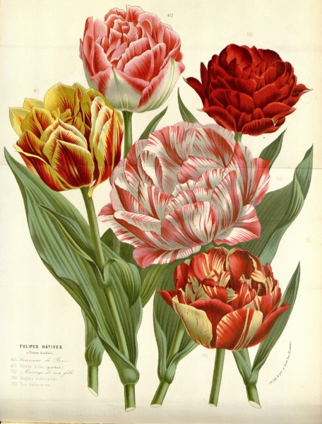 Flore des serres v16 143a