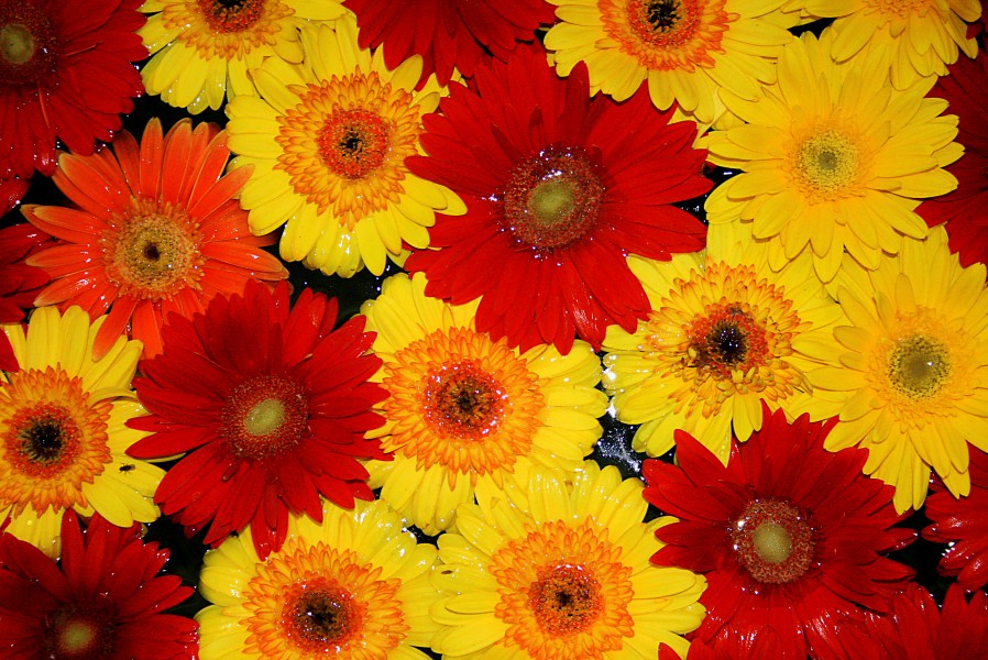 Flores nagua