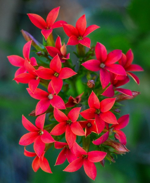Floresdojardim