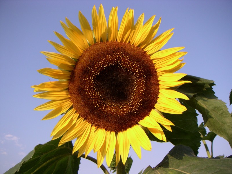 Flower-Pict2179