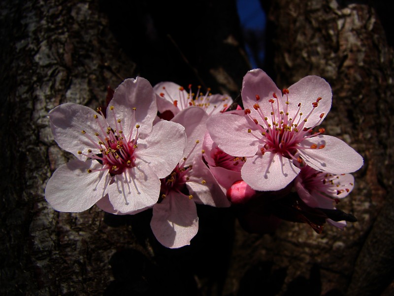 Flower 08871-shokufe