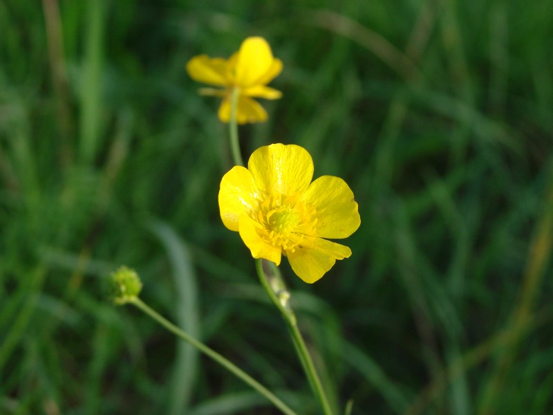 Flower 19a