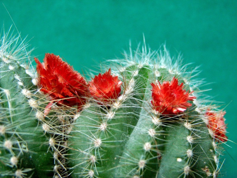 Flower 2a