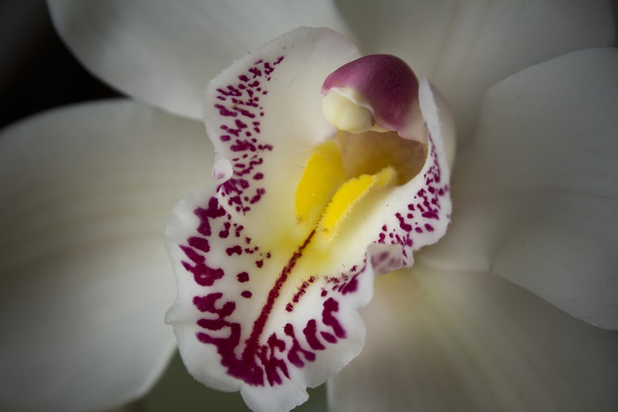 Flower (13973770613)
