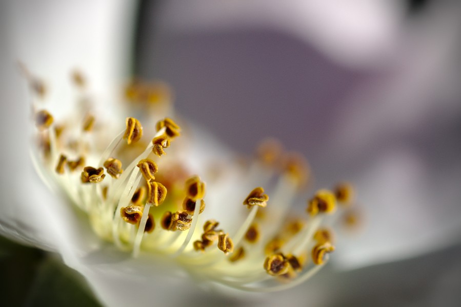 Flower (21408126752)