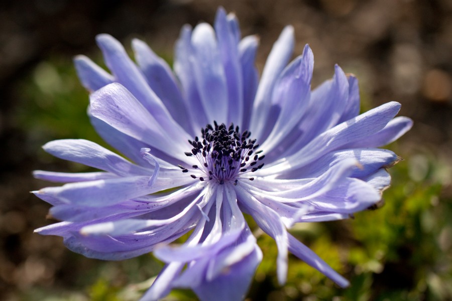 Flower, Anemone - Flickr - nekonomania (7)