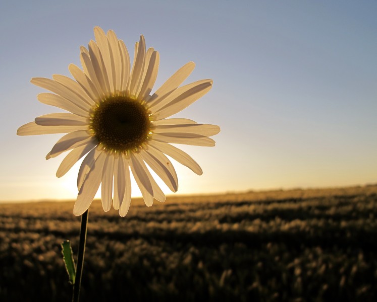 Flower, backlit