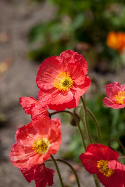Flower, Iceland poppy - Flickr - nekonomania (1)