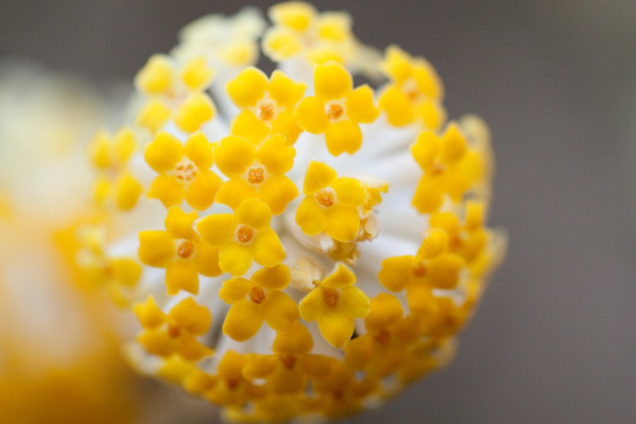 Flower, Oriental paperbush - Flickr - nekonomania