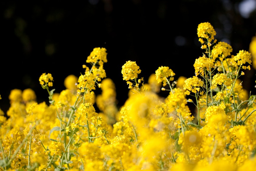Flower, Rapeseed - Flickr - nekonomania