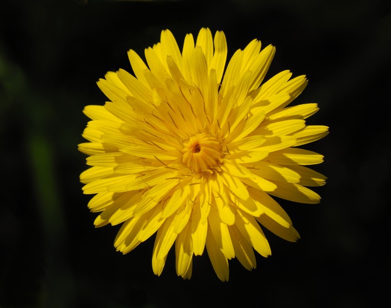 Flower February 2008-2