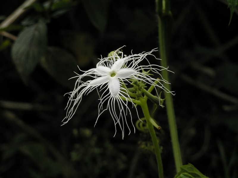 Flower in Cochin, India