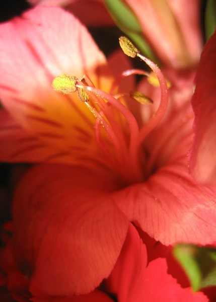 Flower Macro Odd Lighting