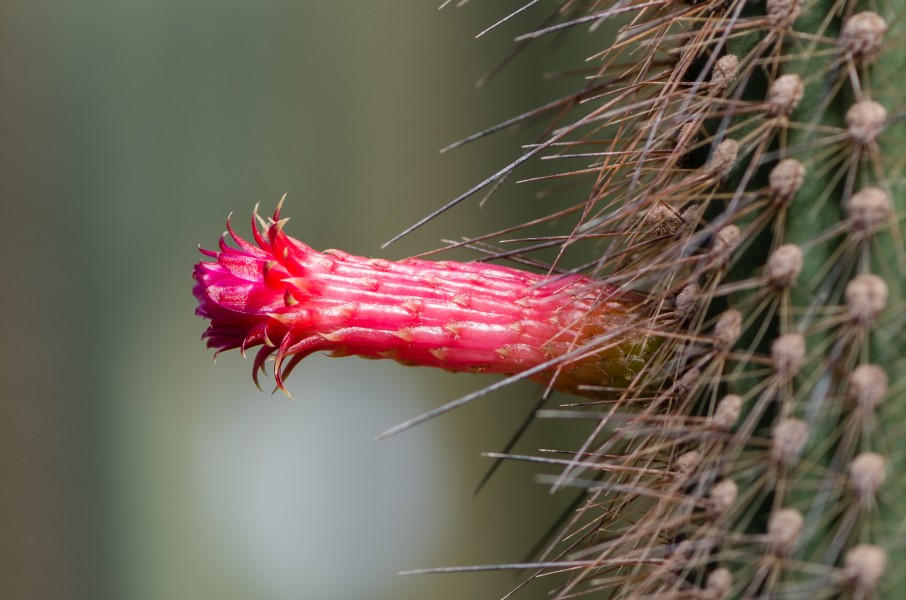 Flower of Cleistocactus baumannii