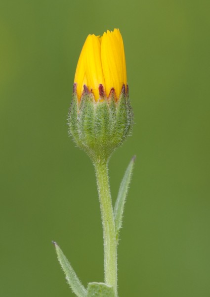 Flower of field marigold 01