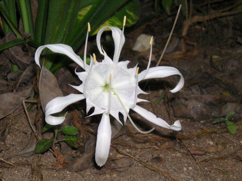 Flower with pollen