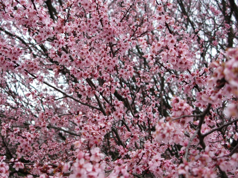 Flowering-tree-plum-purple-smell - West Virginia - ForestWander