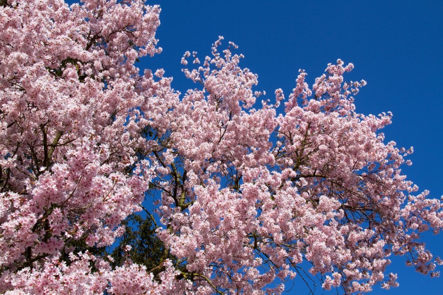 Flowering Cherry (7022218029)