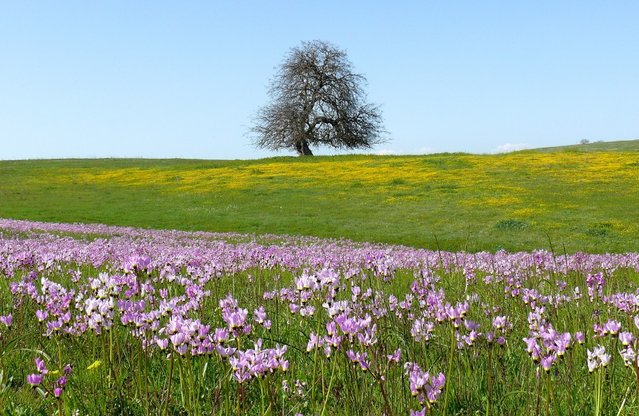 Flowering Shooting Stars, San Luis Obispo County, CA